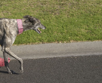 Side view of a dog on road