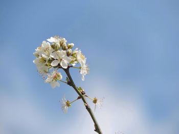 Low angle view of cherry blossom tree