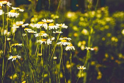 Yellow flowers blooming in spring