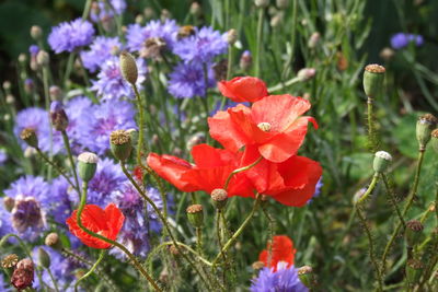 Close-up of poppy flowers