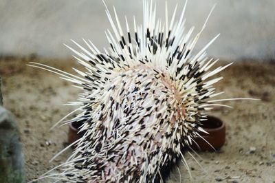 Close-up of cactus