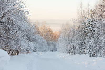 Trees on snow covered landscape