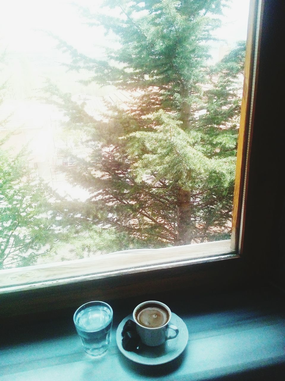 window, cup, plant, transparent, indoors, glass - material, table, tree, mug, food and drink, drink, day, no people, refreshment, nature, coffee cup, coffee, coffee - drink, still life, glass, crockery, tea cup