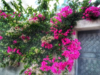 Pink flowers blooming outdoors