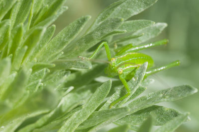 Close-up of green plant