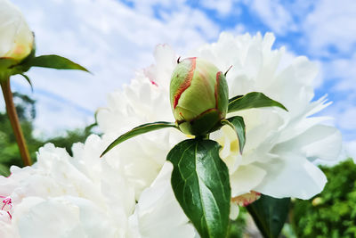 Unopened peony bud close up. white flowers peonies in garden. 