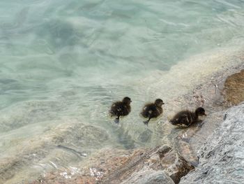High angle view of ducks swimming in sea