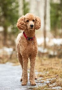 Standard poodle on footpath