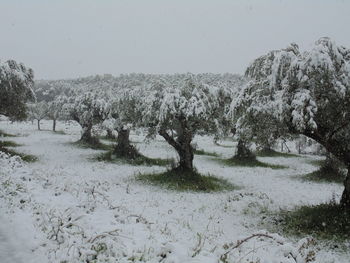 Trees on snow covered land against sky