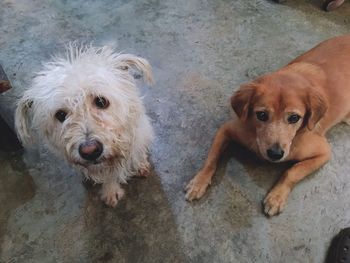High angle portrait of dog relaxing on floor