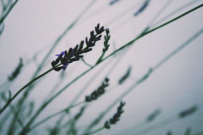 Close-up of plant