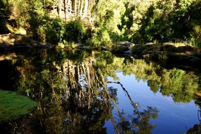 Reflection of trees in lake