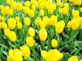 Close-up of yellow flowers blooming in field