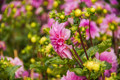 Close-up of pink flowering plant