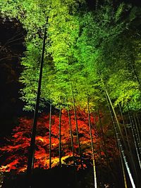 Trees in forest