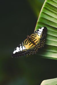 Close-up of butterfly perching on leaf