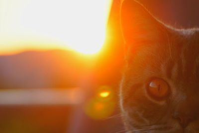 Close-up portrait of a cat