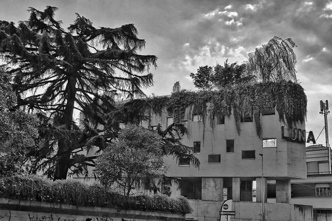 tree, built structure, architecture, plant, building exterior, sky, cloud - sky, nature, building, day, growth, no people, palm tree, outdoors, tropical climate, residential district, house, low angle view, city, water