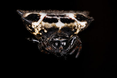 Close-up of spider on black background