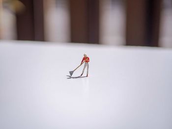 Close-up of spider on table