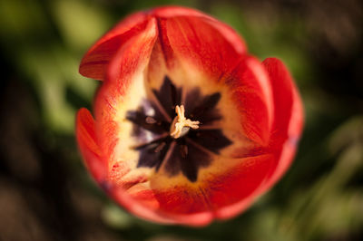 Close-up of red hibiscus blooming outdoors