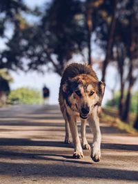 Portrait of dog walking on road