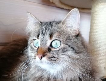 Close-up portrait of a cat