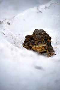 Close-up of frogs on snow covered ground