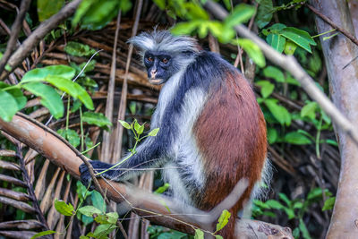 Monkey sitting in a forest