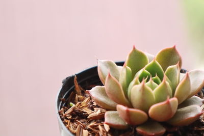 Close-up of succulent plant