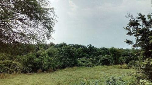 Trees growing on field against sky