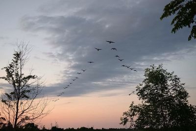 Low angle view of silhouette birds flying against sky