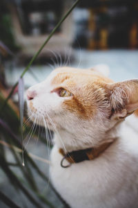 Close-up of a cat