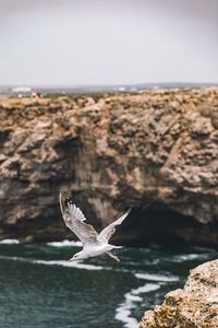 Seagull flying over sea