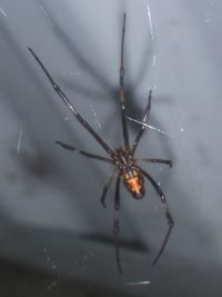 Close-up of spider