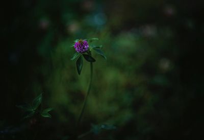 Close-up of purple flowering plant