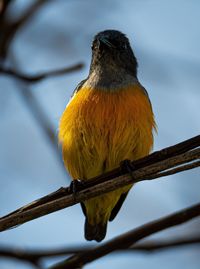 Close-up of bird perching on branch