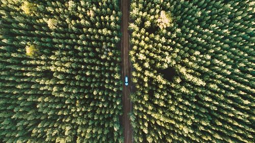 Full frame shot of plants