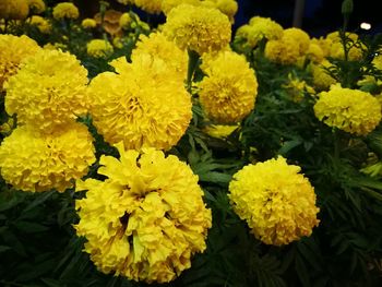 Close-up of yellow flowers blooming outdoors