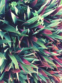 Full frame shot of plants