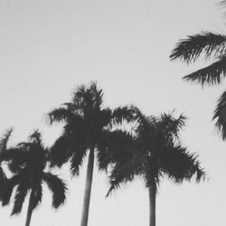 Low angle view of palm trees against clear sky