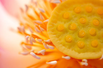 Close up view of light pink lotus is blooming open yellow pollens.
