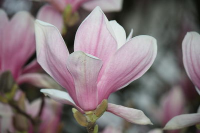 Close-up of pink flower