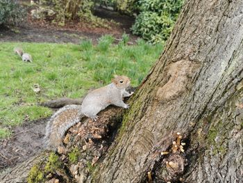 Squirrel on tree trunk