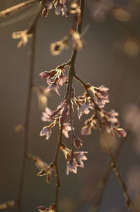 Close-up of pink flowers blooming on tree