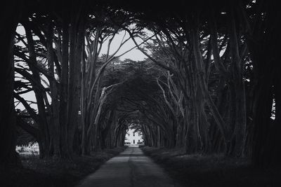 Bare trees in tunnel