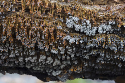 Full frame shot of frozen plants