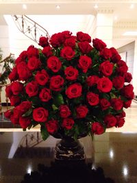 Close-up of red roses