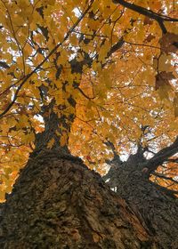 Low angle view of tree against sky during autumn