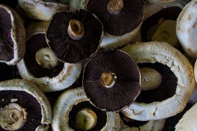 Full frame shot of mushrooms